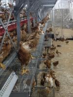 Find chicken project thumbnail