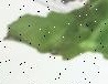 Basil Health Detection project thumbnail