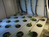 Basil Leaf Disease Detection project thumbnail