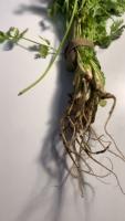 HerbVision project thumbnail