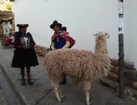 alpacadetector12 project thumbnail