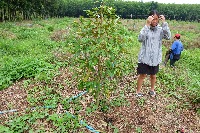 Durian Tree v2 project thumbnail