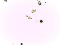 uredosporas project thumbnail