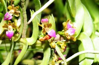 Orchid Leaf Disease Sample project thumbnail
