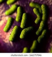 Bacteria Classification project thumbnail