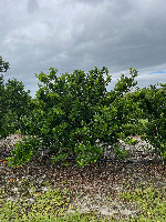 Citrus Fruits project thumbnail