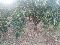 oranges-detection project thumbnail