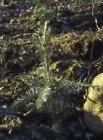 Tree trunk form cropped images project thumbnail
