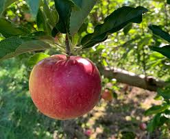 apple Object Detection Model by ikun