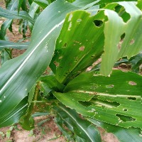 fall armyworm Object Detection Model by fall armyworm