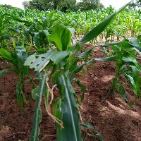 fall armyworm Object Detection Model by fall armyworm