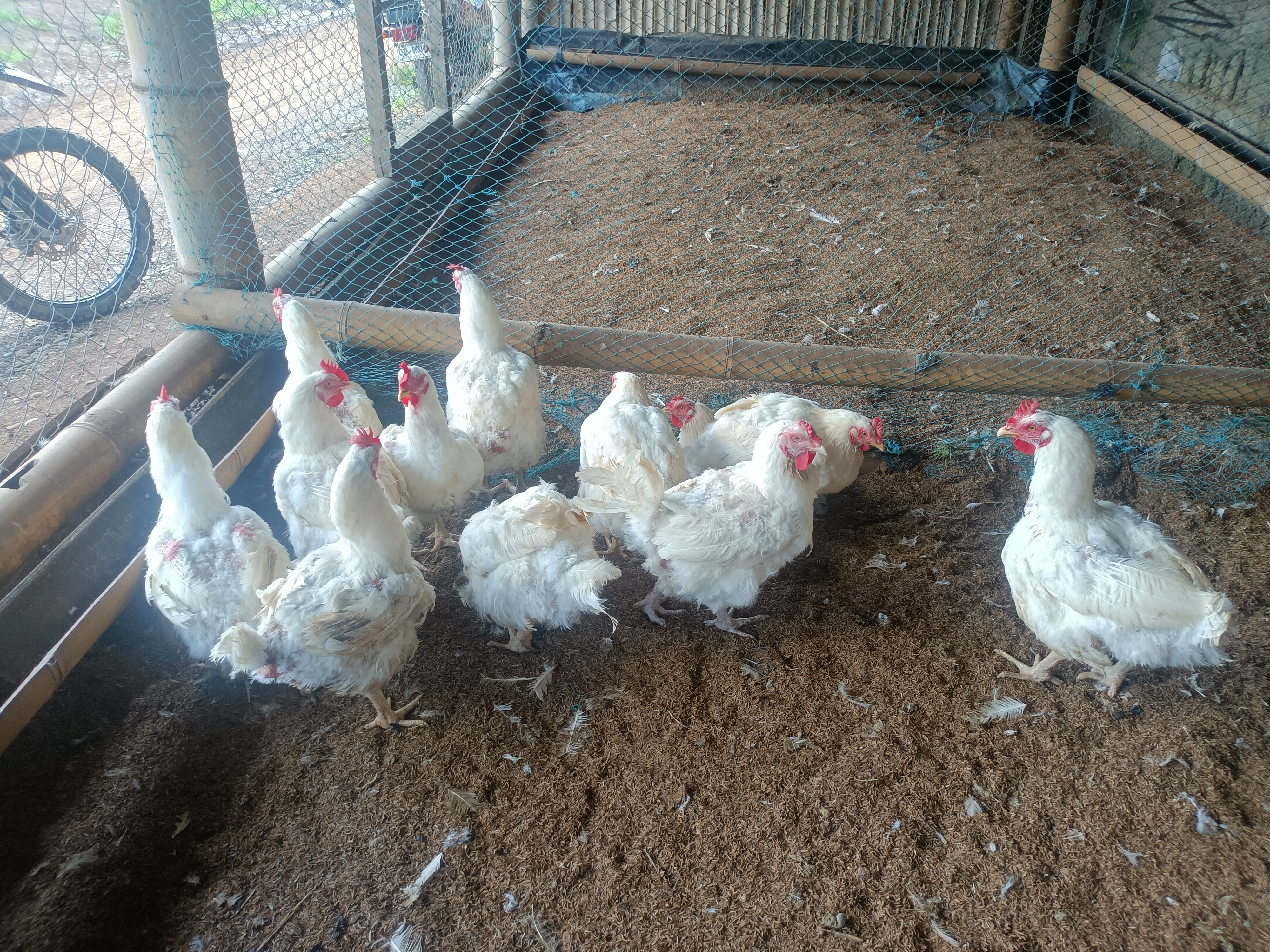 Chicken Exploit Chicken Object Detection Dataset by CapstoneBroilerChicken