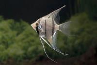 Fish project thumbnail