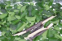 Leaf project thumbnail