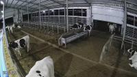testcow-801010-random-merged project thumbnail