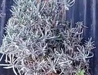 Lavender project thumbnail