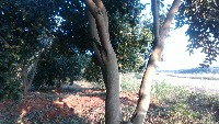 tree project thumbnail