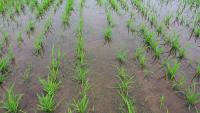 Rice_detection project thumbnail