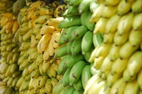 Platanos project thumbnail