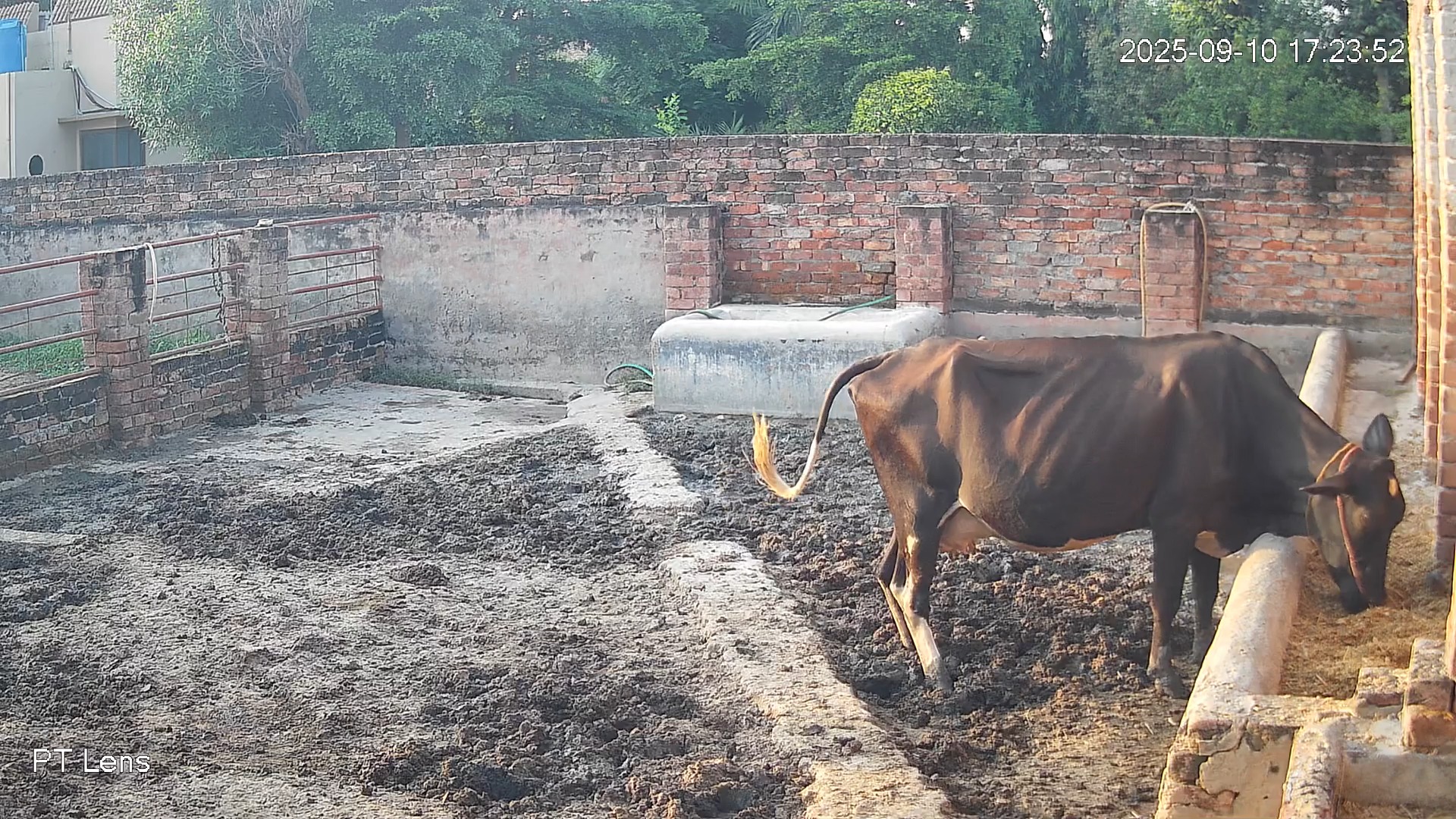 Cow's Behavior Classification Object Detection Dataset by GK Workspace