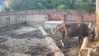 Cow's Behavior Classification project thumbnail