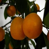 orange project thumbnail