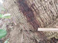 coconut tree diseases 2 project thumbnail