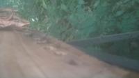 beesights project thumbnail