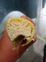 Petiole Width Trial project thumbnail