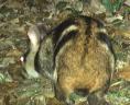 Animal_detection project thumbnail