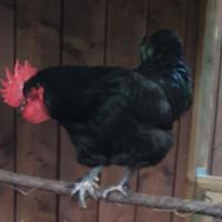 animal project thumbnail