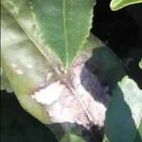 smart_plantcare project thumbnail