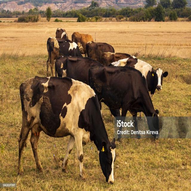 KeyPoint Keypoint Detection Dataset by IMOM