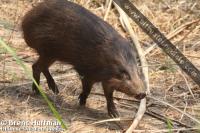 pig project thumbnail