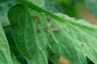 Pest leaf  project thumbnail