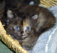 Cats  project thumbnail