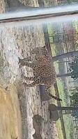 LEOPARD DETECTION project thumbnail