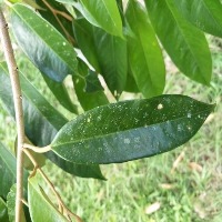 Aphids project thumbnail