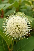 Flower detector project thumbnail