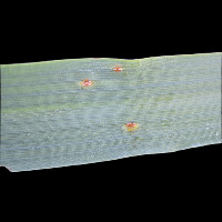Dataset Image
