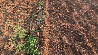 Major_Project project thumbnail