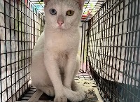 stray cat ph project thumbnail
