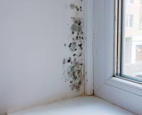 mold data project thumbnail