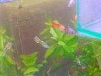 Peces, Sara Piñeros Márquez project thumbnail
