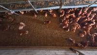 chicken detection project thumbnail