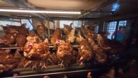 chicken head detection project thumbnail
