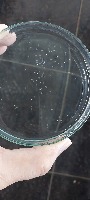 zebra_embryo project thumbnail