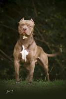 Find pugs, shisus, chihuahuas, pitbulls and shibas 5 project thumbnail