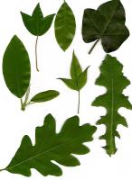 leaf-segmentation project thumbnail