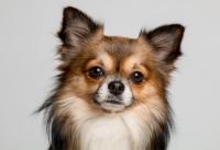 Find pugs, shisus, chihuahuas, pitbulls and shibas 2 project thumbnail
